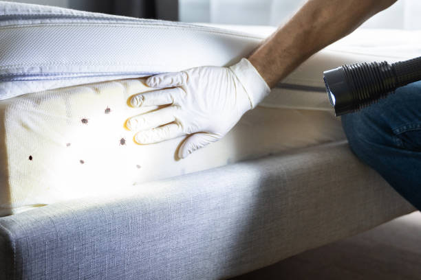 Best Flea Control Services  in Waupaca, WI